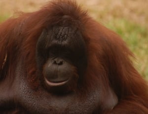 orange and black orangutan thumbnail