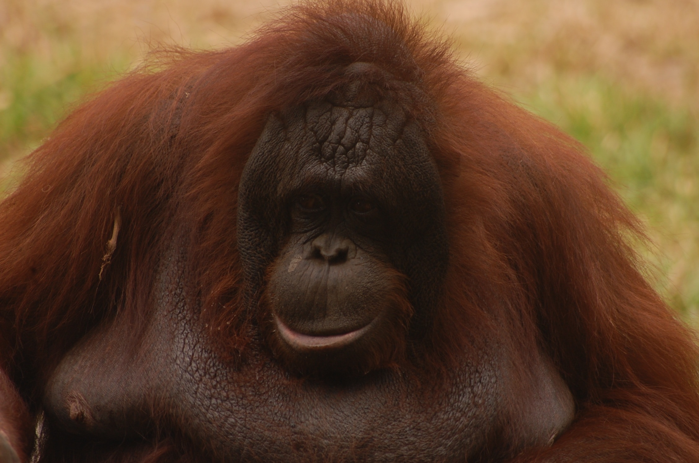 orange and black orangutan