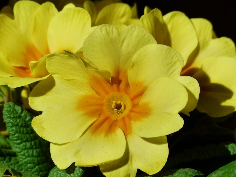 yellow and orange petal flower preview