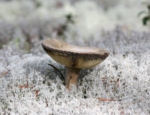 gray mushroom thumbnail