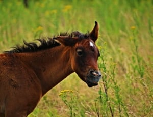 brown horse on grass field thumbnail