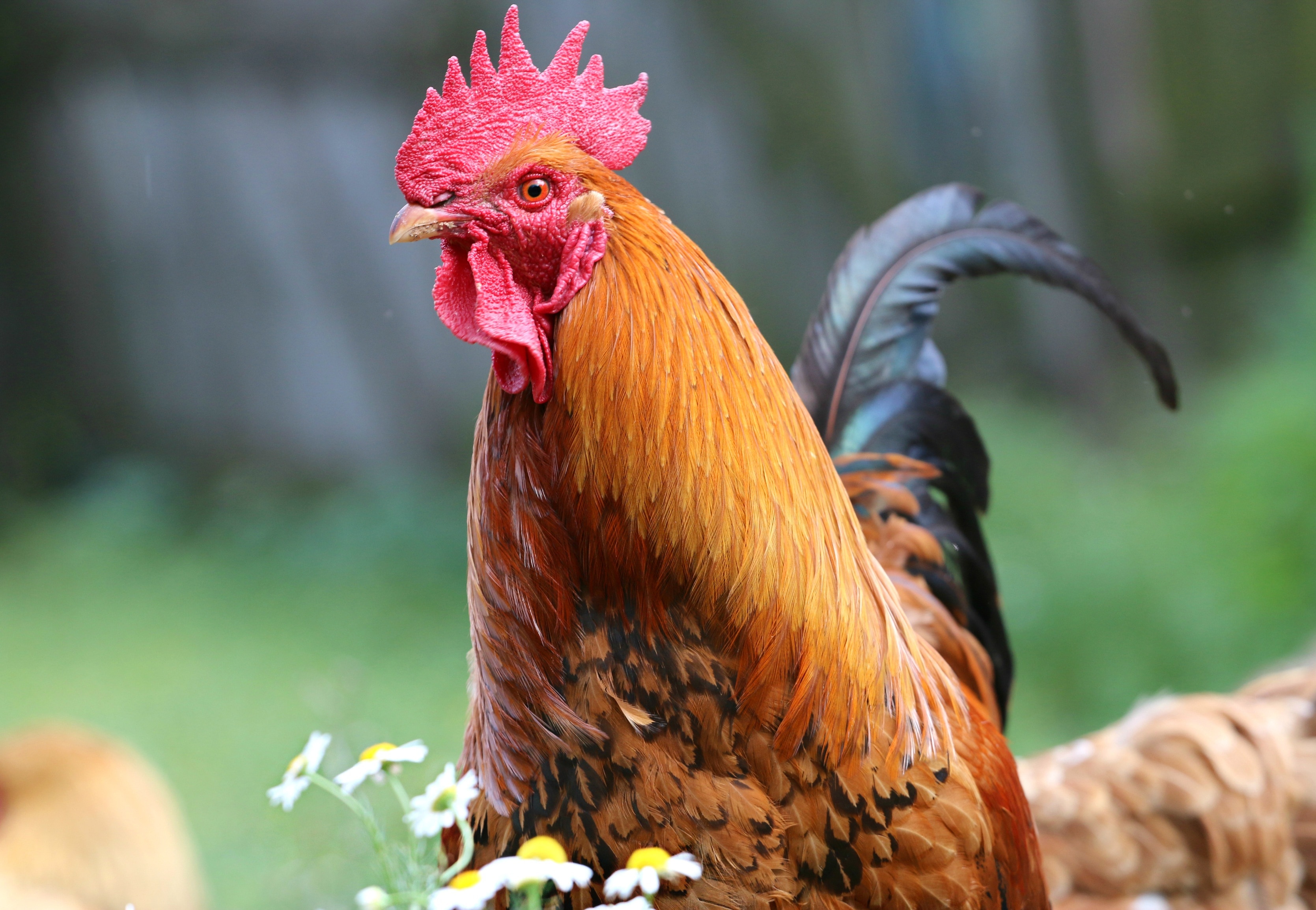 Color, Crest, Commander, Cock, Village, chicken - bird, livestock