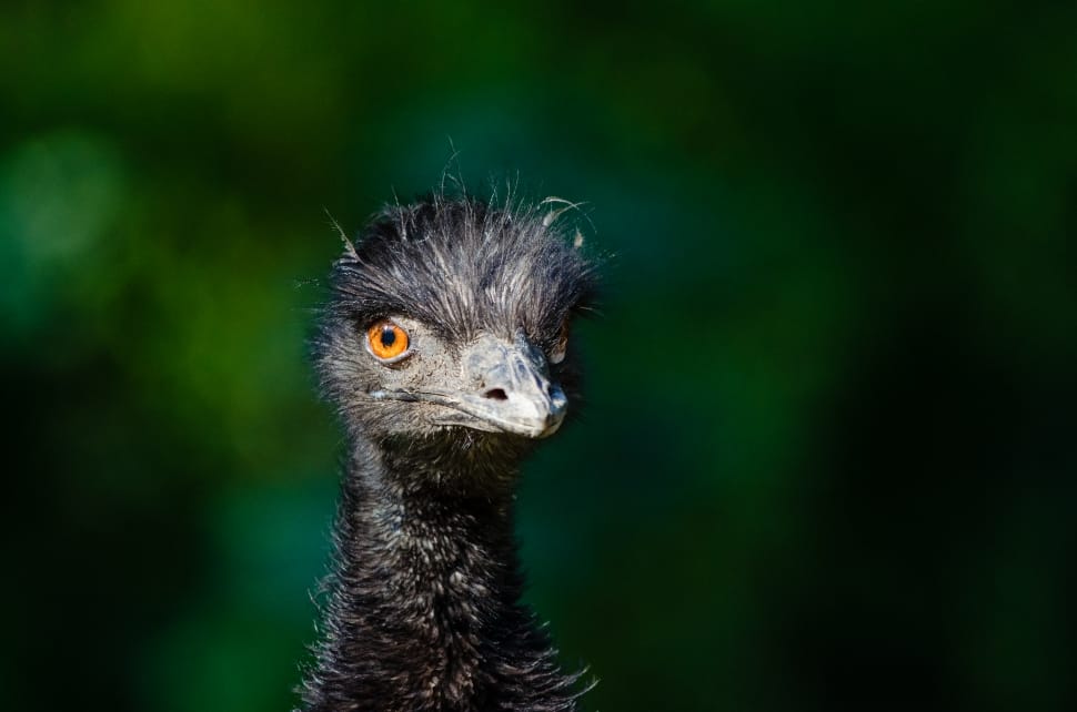 emu bird head preview