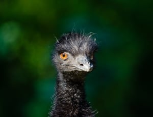 emu bird head thumbnail