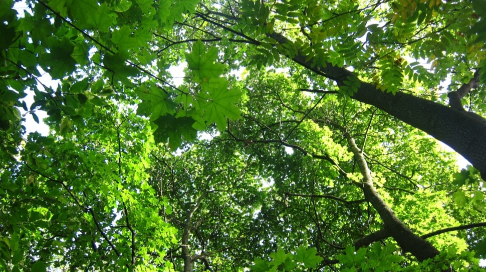 worm's eyeview of green leaf tree preview