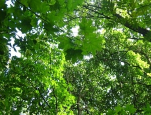 worm's eyeview of green leaf tree thumbnail