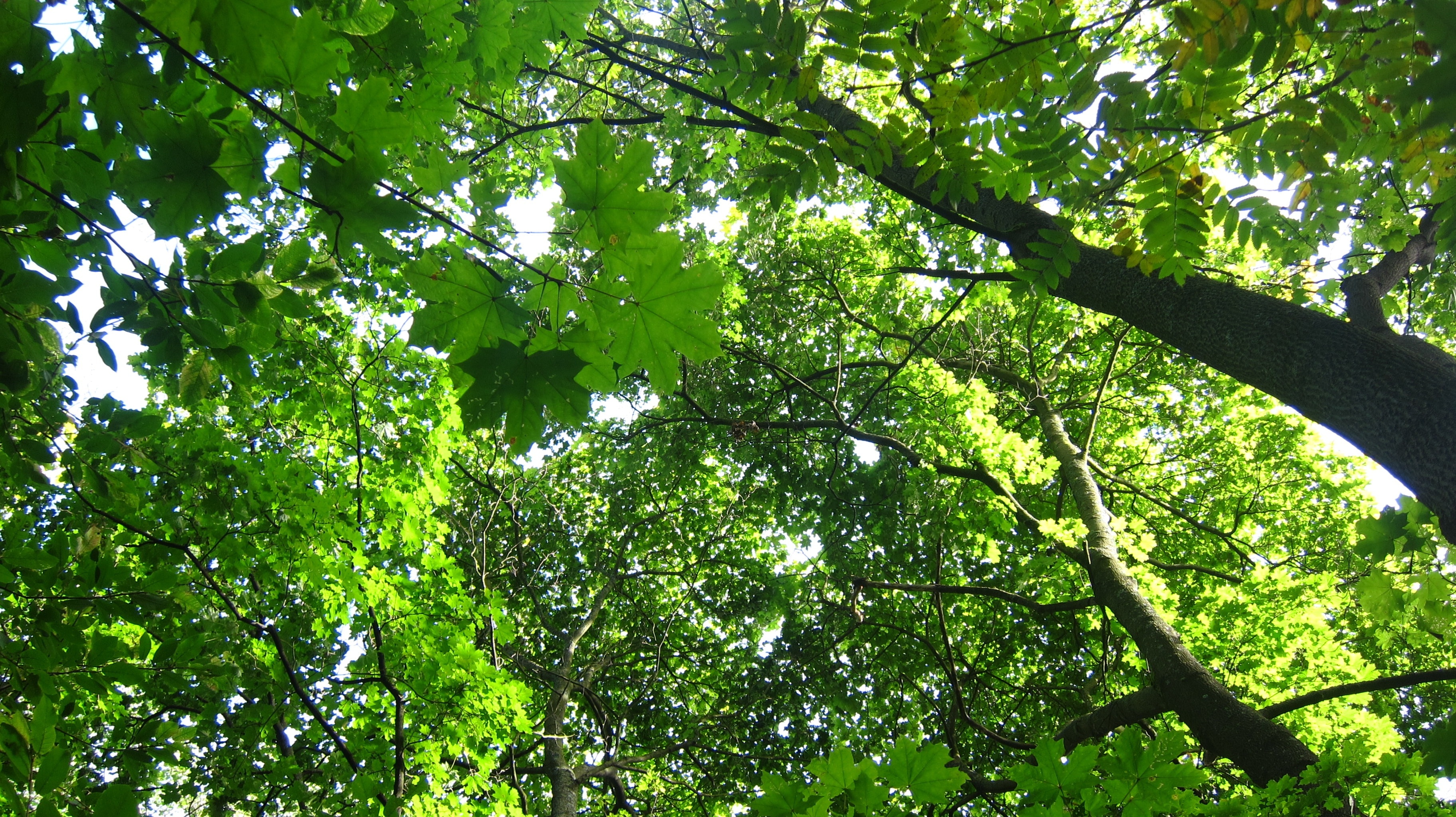 worm's eyeview of green leaf tree
