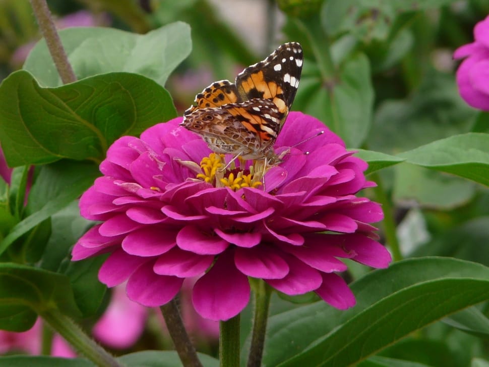 brown butterfly landed on purple flower outdoors during daytime preview