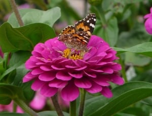 brown butterfly landed on purple flower outdoors during daytime thumbnail