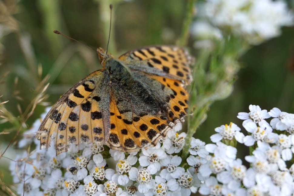 high brown fritillary butterfly preview