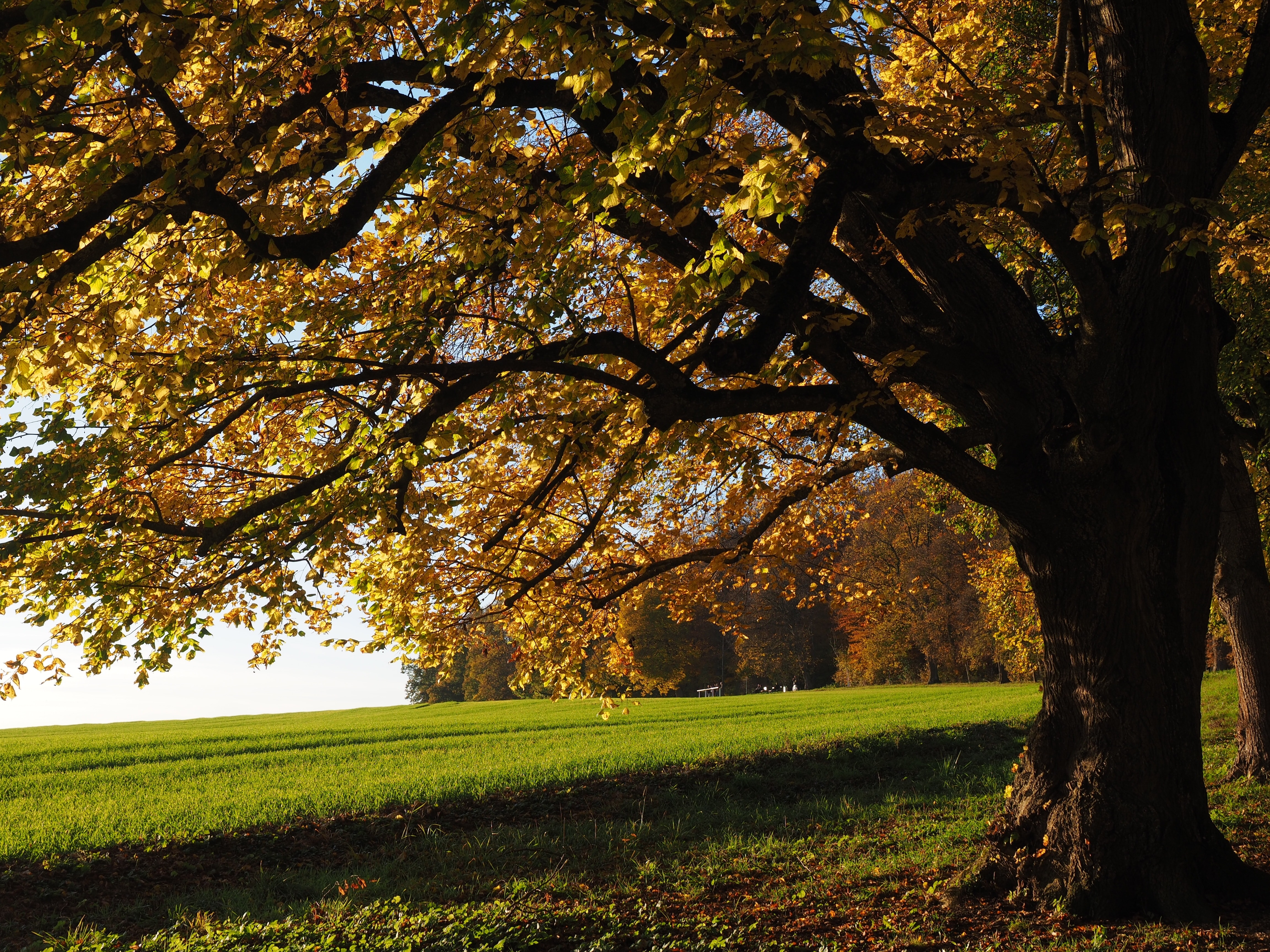 yellow leaf tree near green grass field