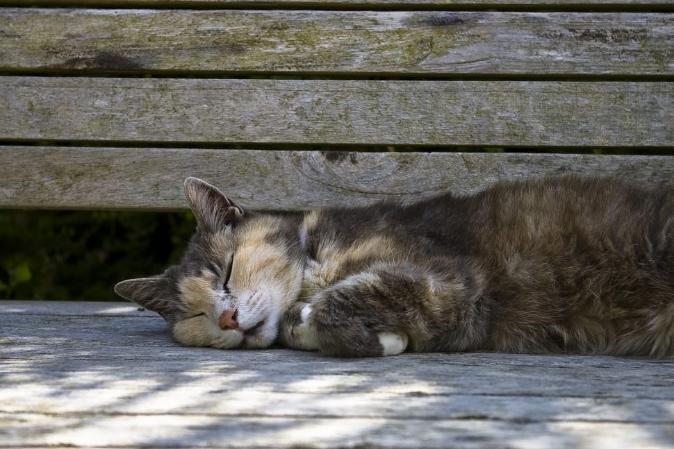 brown tabby cat lying on wooden plank preview