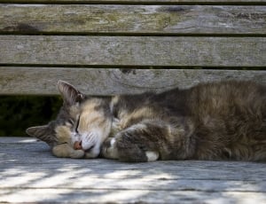 brown tabby cat lying on wooden plank thumbnail