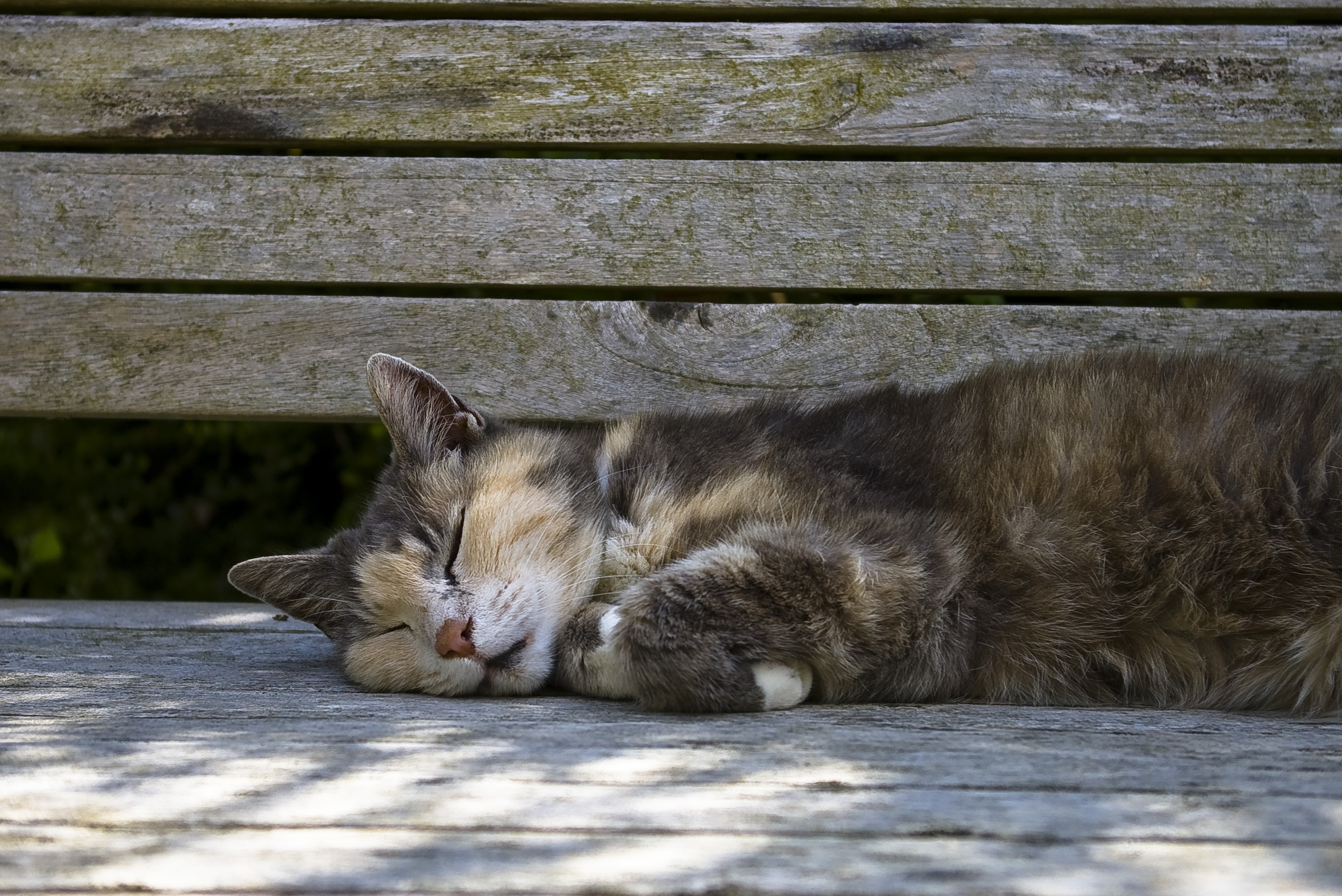 brown tabby cat lying on wooden plank