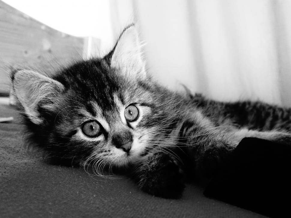 grayscale photo of tabby kitten preview