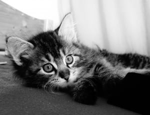 grayscale photo of tabby kitten thumbnail