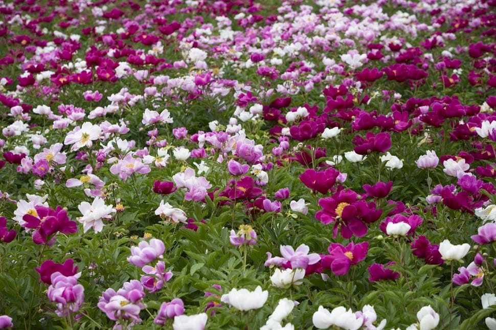 Flower Garden, Flowers, Peony Flowers, flower, nature preview