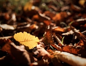 withered leaves thumbnail