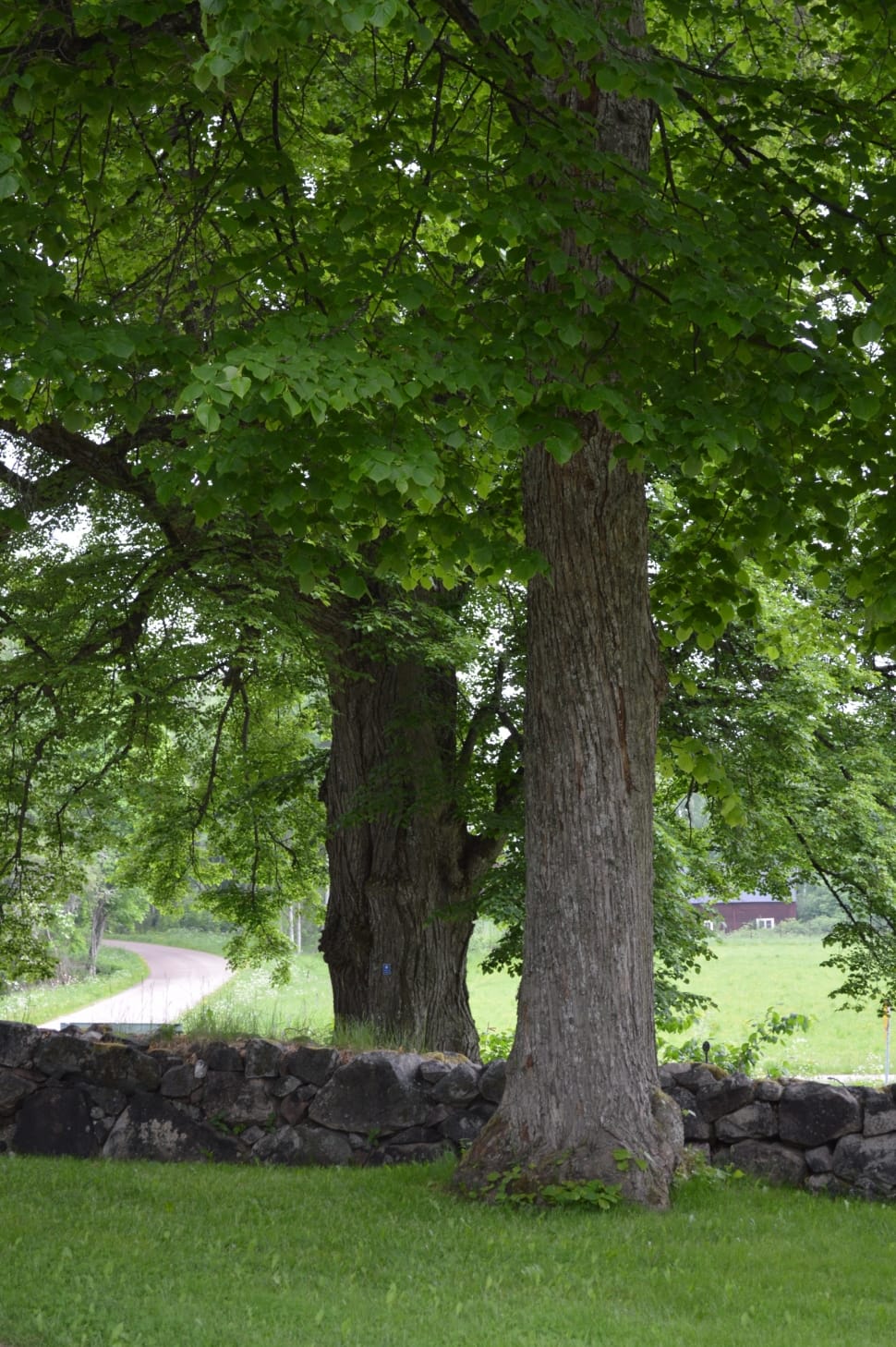 Wall, Trees, Church Wall, Stone Wall, tree, nature preview