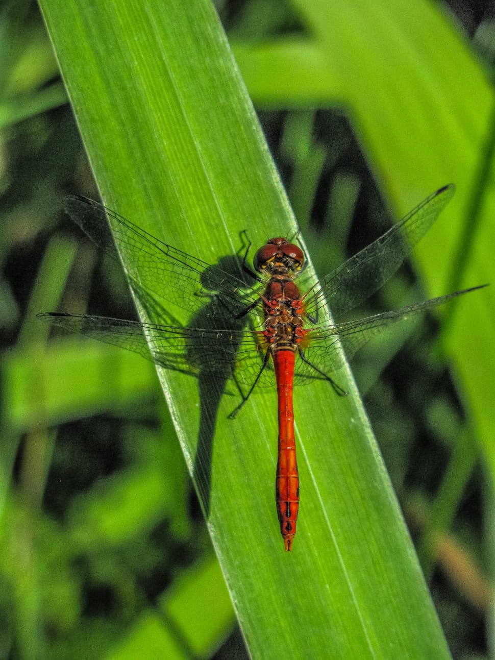 red dragonfly on green elongated leaf preview