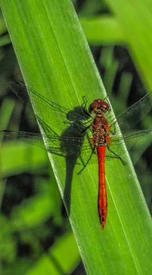 red dragonfly on green elongated leaf thumbnail