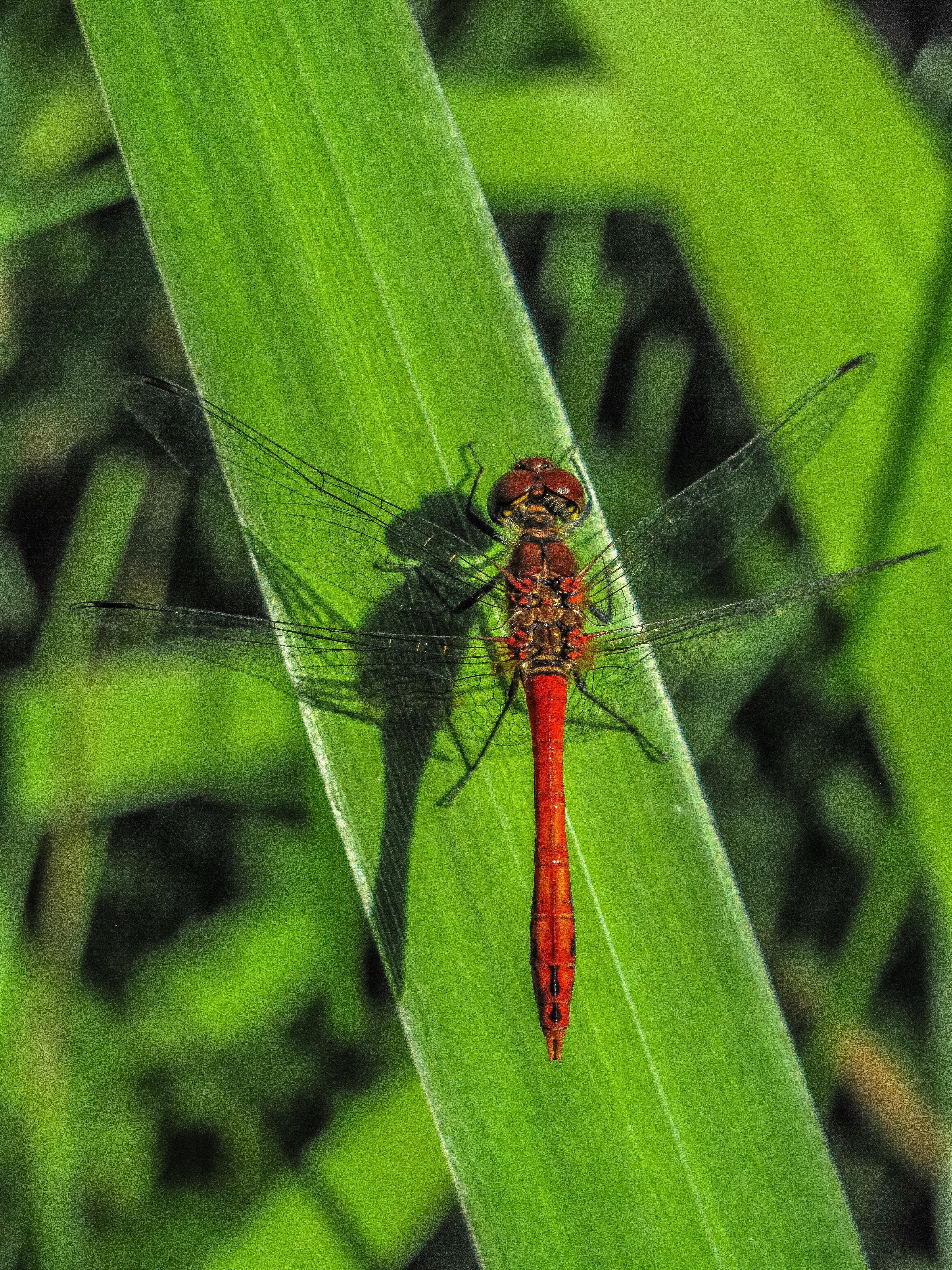 red dragonfly on green elongated leaf