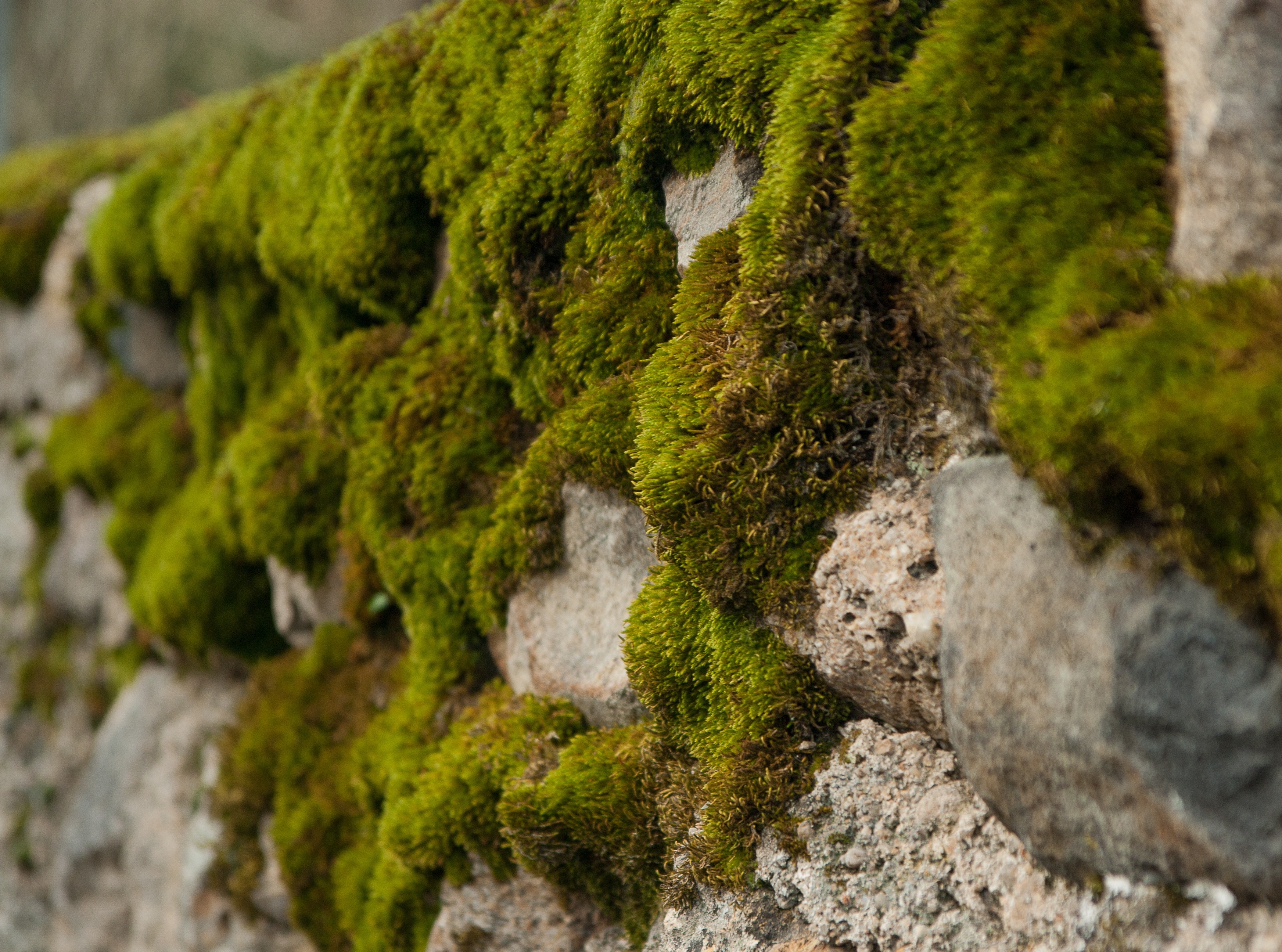 Wall, Foam, Humidity, Vegetation, moss, nature