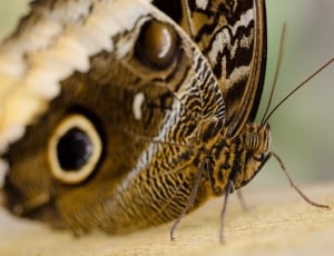 closeup photo of Common buckeye butterfly thumbnail