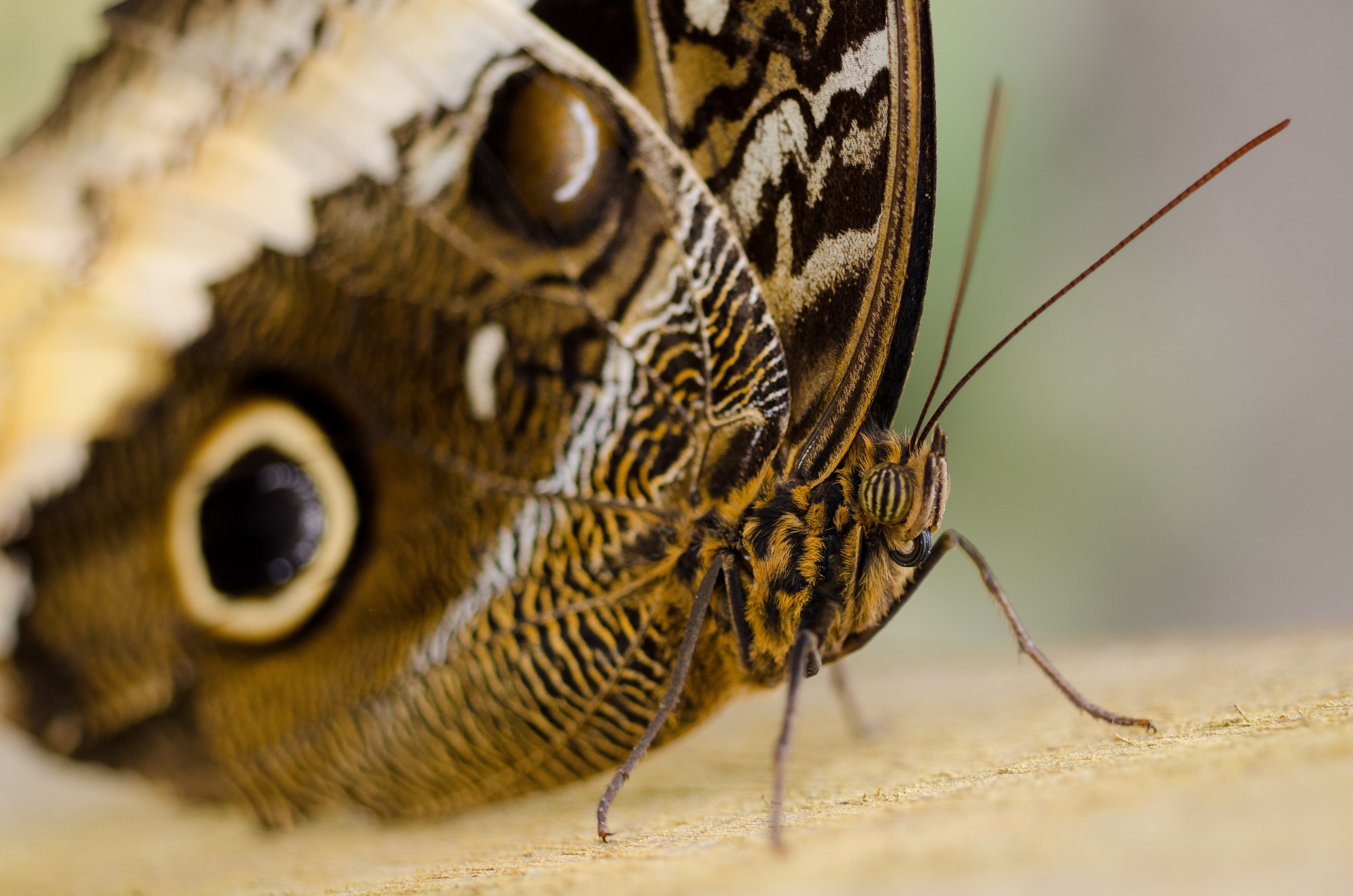closeup photo of Common buckeye butterfly