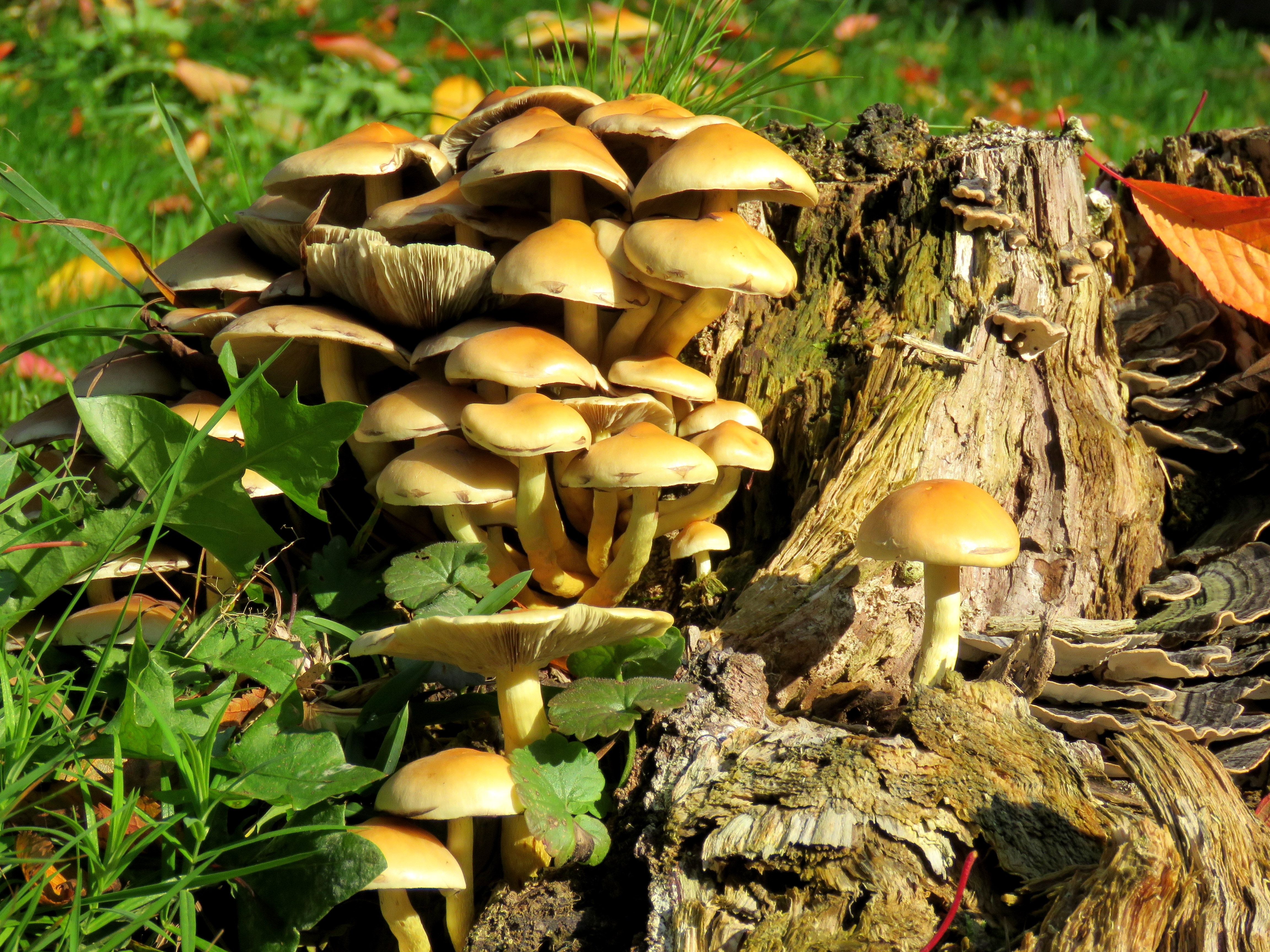 white and yellow mushrooms