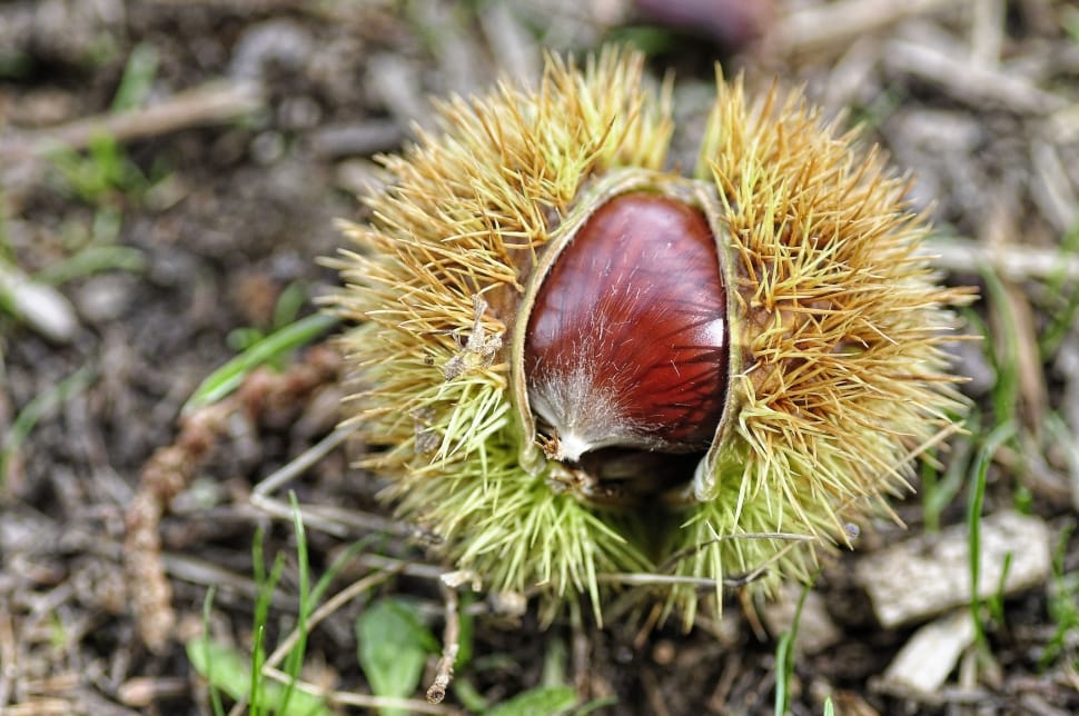 Chestnut on ground preview