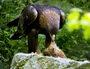 black and brown eagle thumbnail