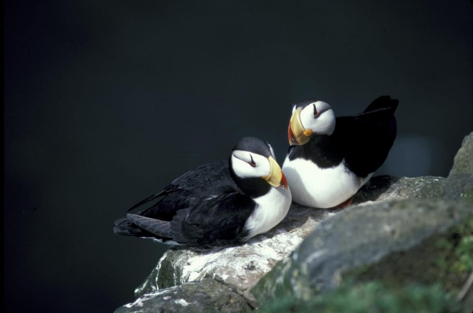 2 black and white puffin birds preview