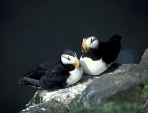 2 black and white puffin birds thumbnail