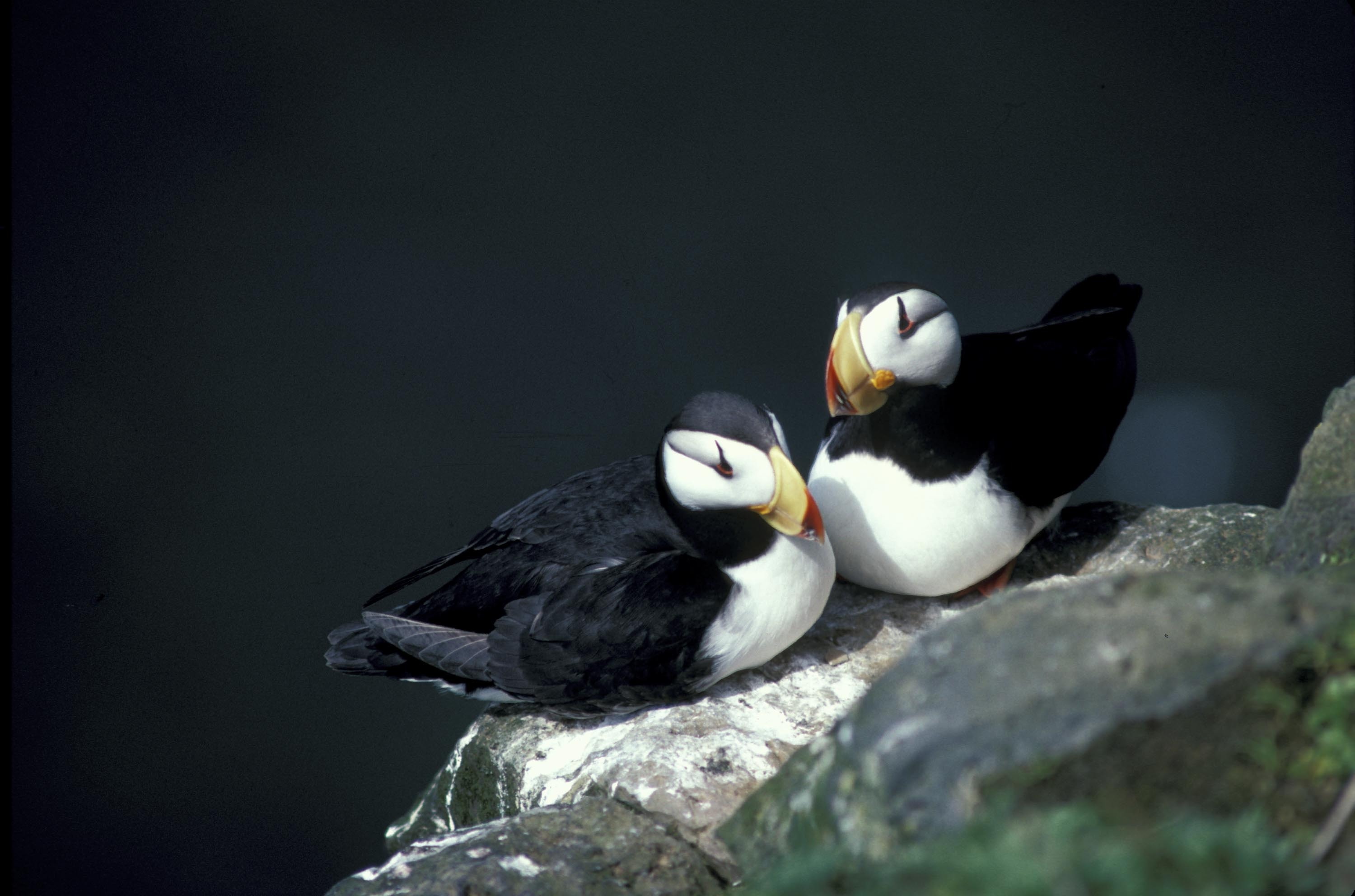 2 black and white puffin birds