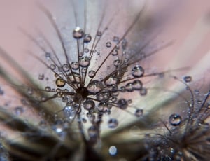 flower with dew drops in closeup photo thumbnail