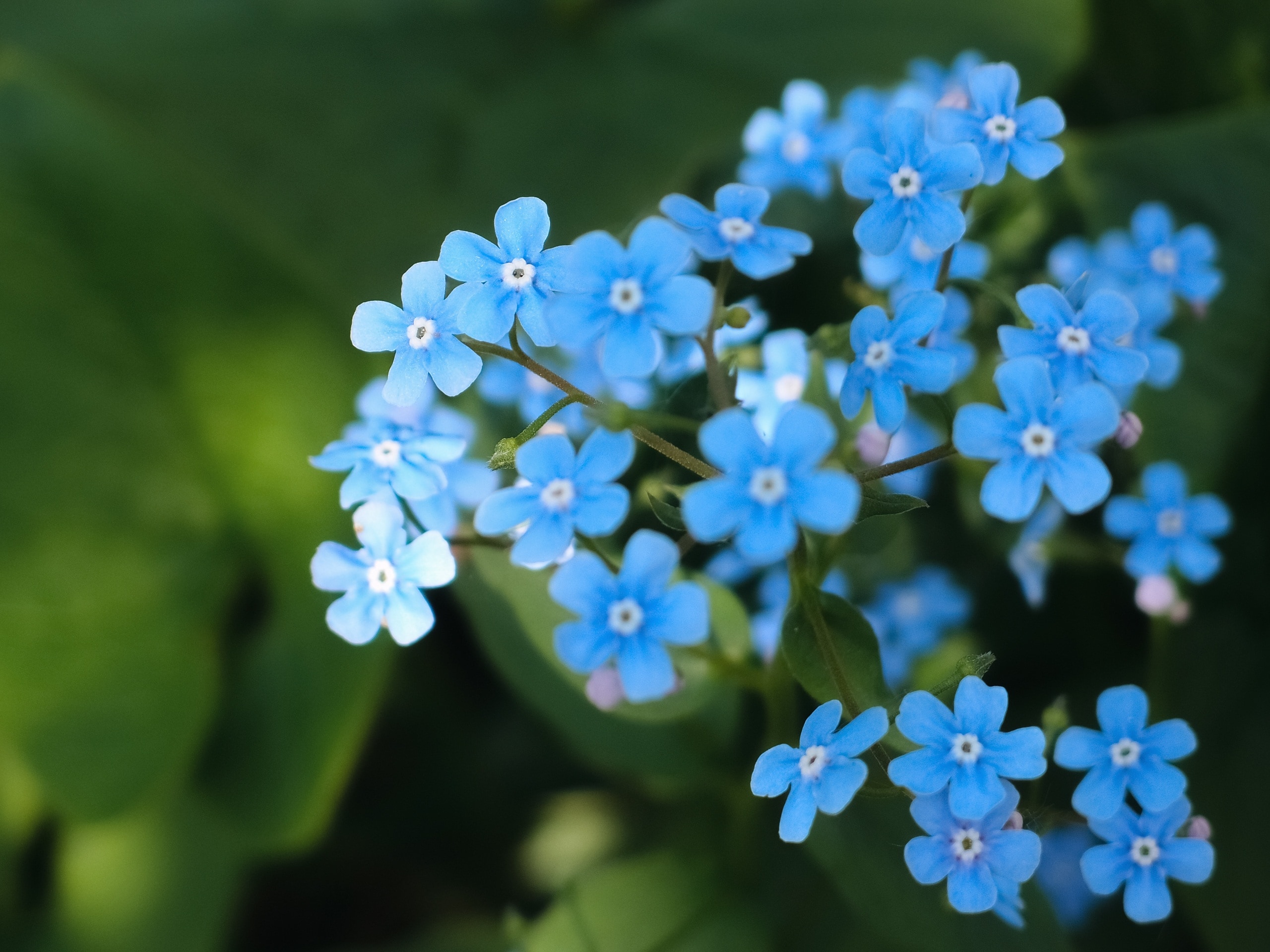 blue and green petaled flowers