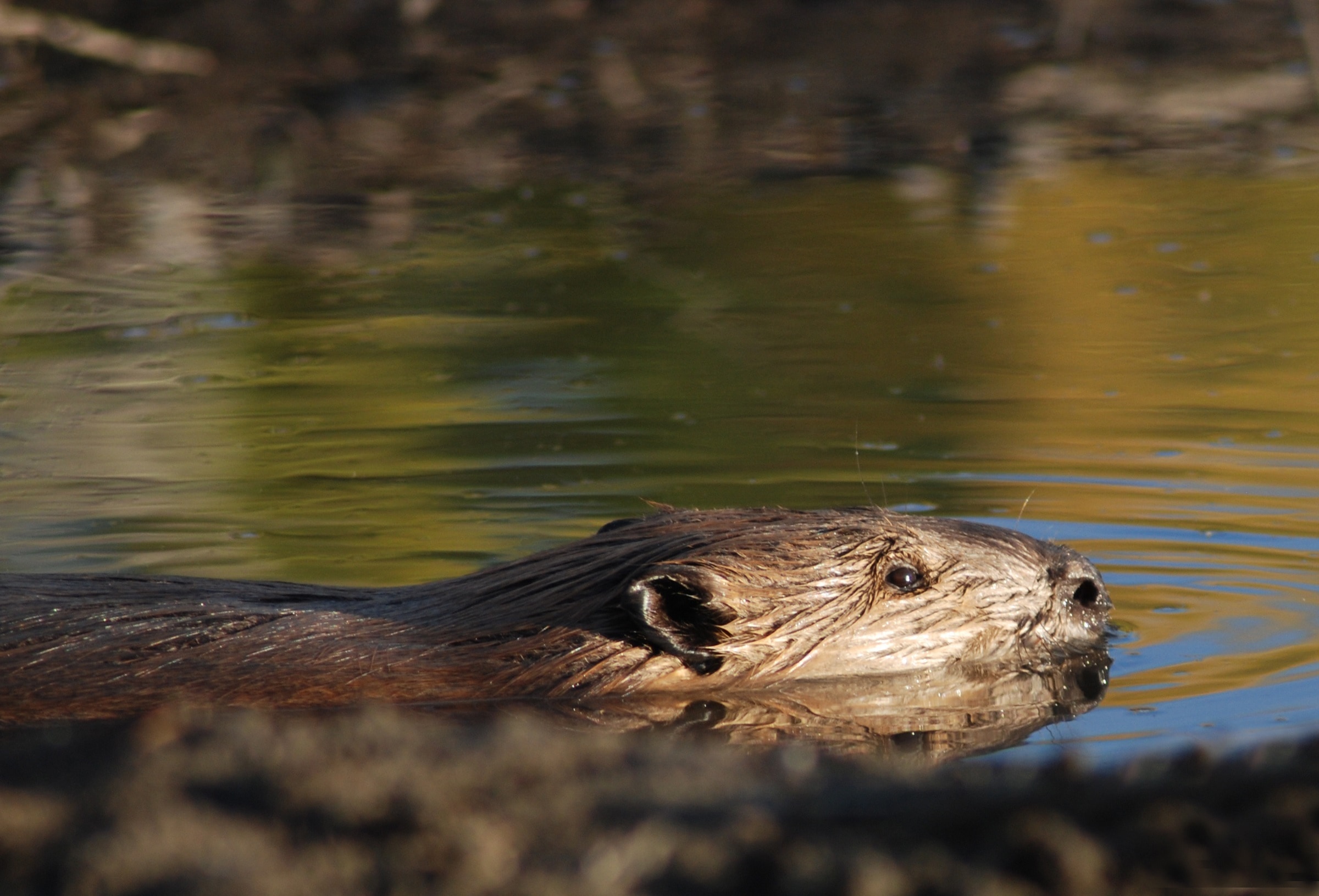 Beaver, Animal, Rodent, Swimming, one animal, animals in the wild