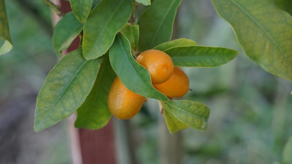 Cumquats, Kumquats, fruit, leaf preview