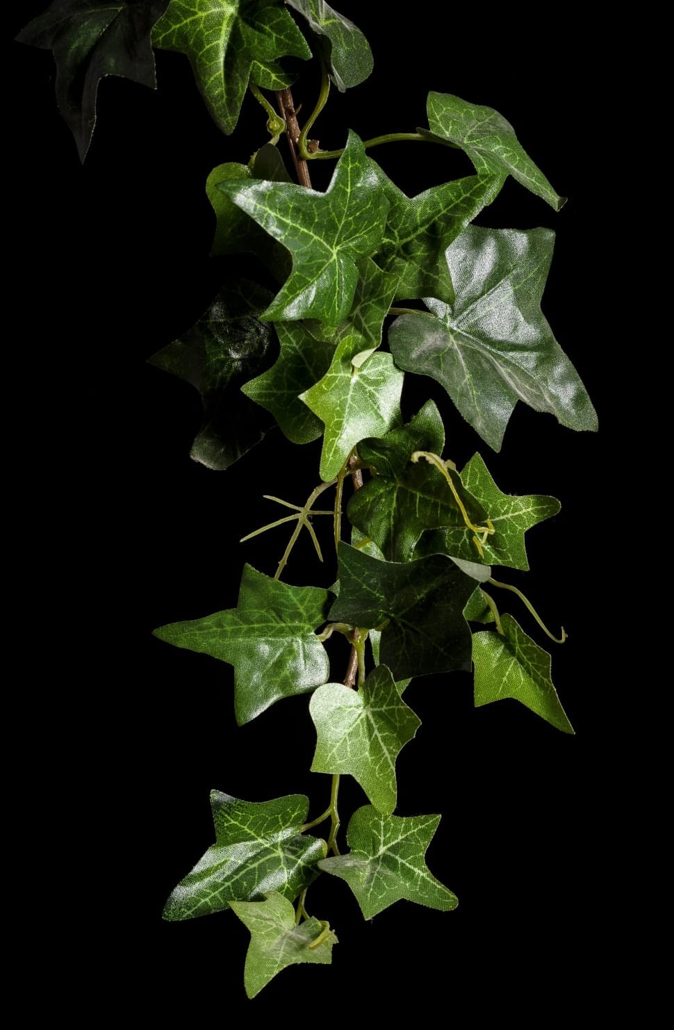 green leaf plant preview