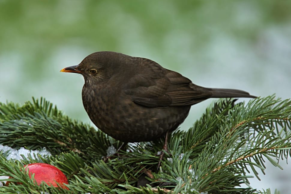 Bird, Throttle, Turdus Philomelos, one animal, animal wildlife preview