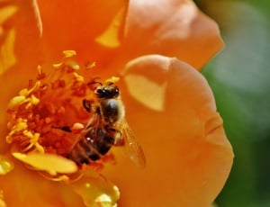 honeybee and yellow petal flower thumbnail