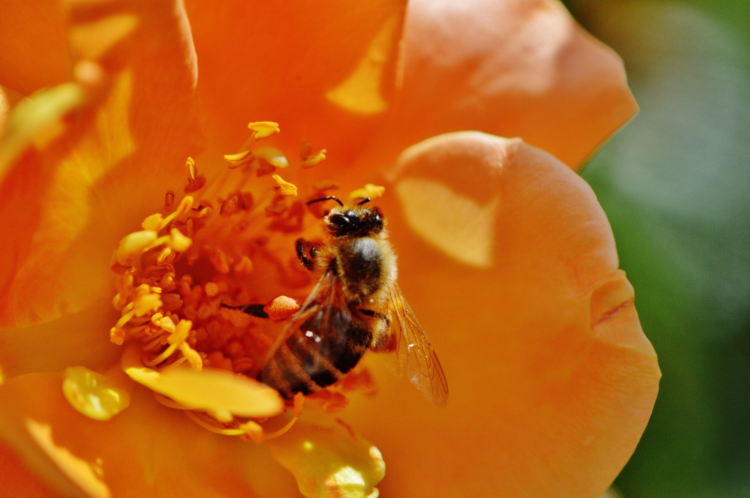 honeybee and yellow petal flower
