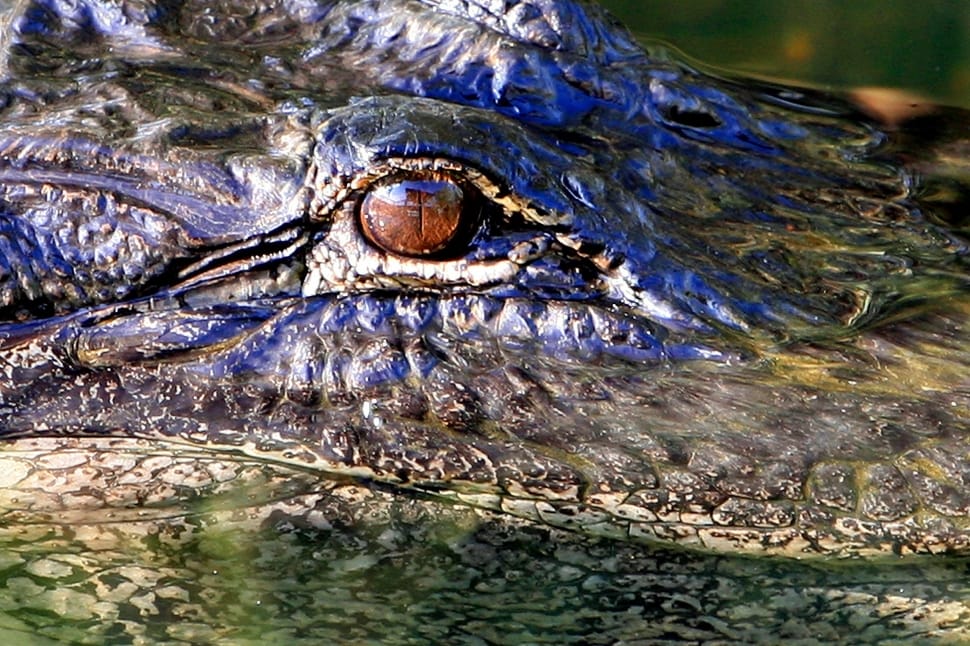 green crocodile preview