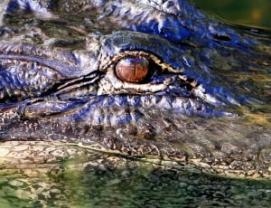 green crocodile thumbnail