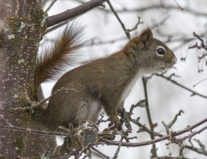 gray and brown squirrel thumbnail
