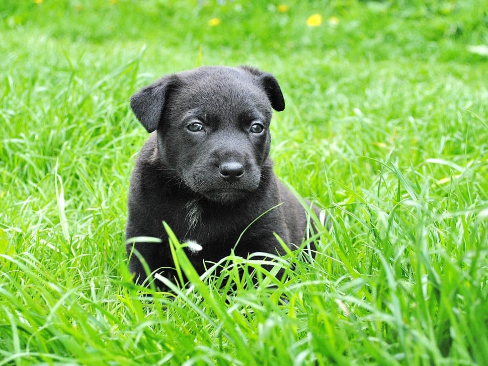 black Labrador Retriever puppy on grass field preview