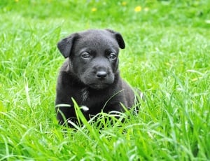 black Labrador Retriever puppy on grass field thumbnail