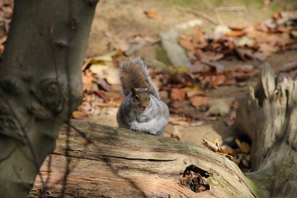 gray and brown squirrel preview