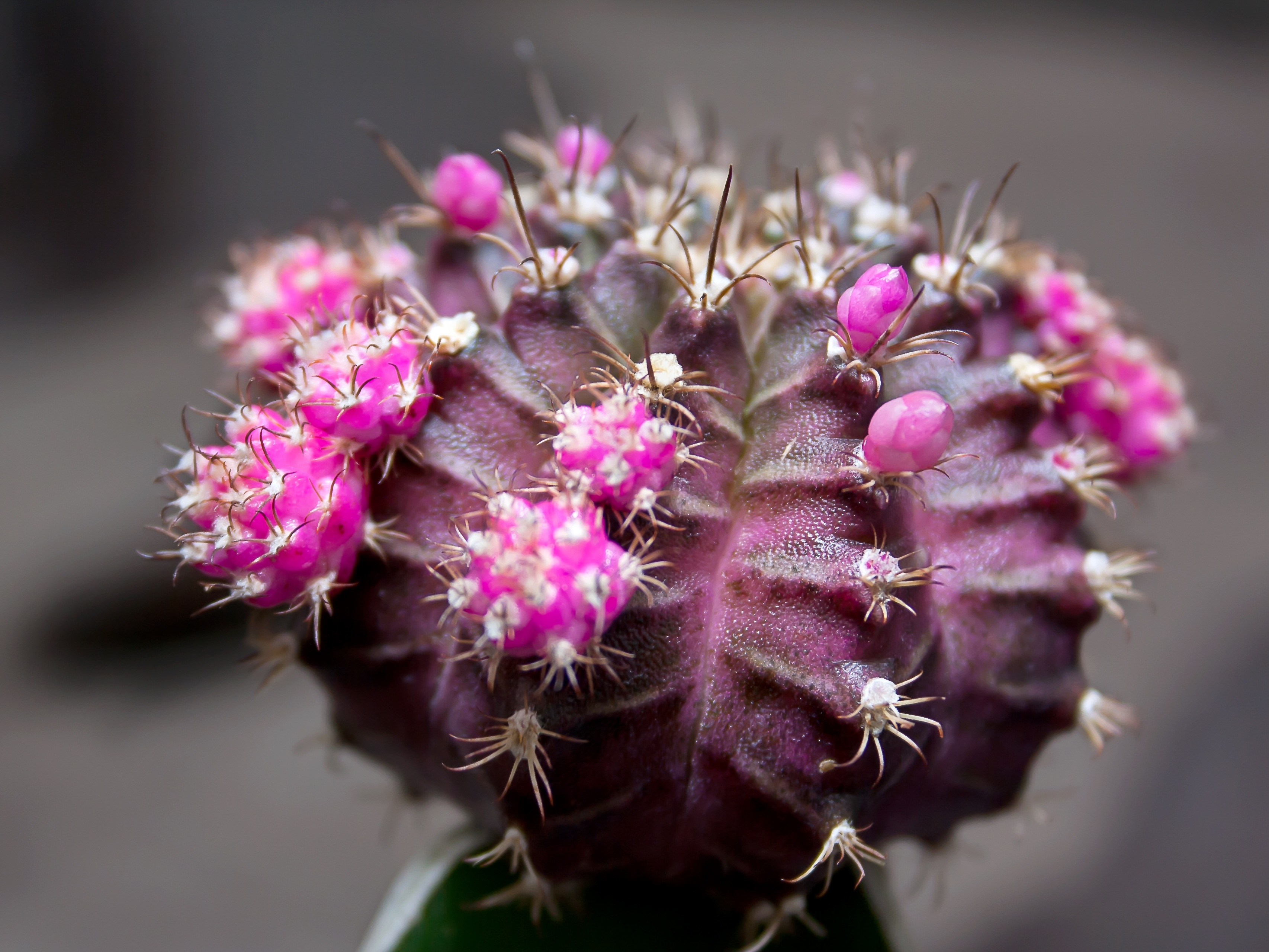 pink cactus plant